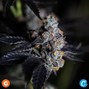 Gage Cannabis - Adrian photo