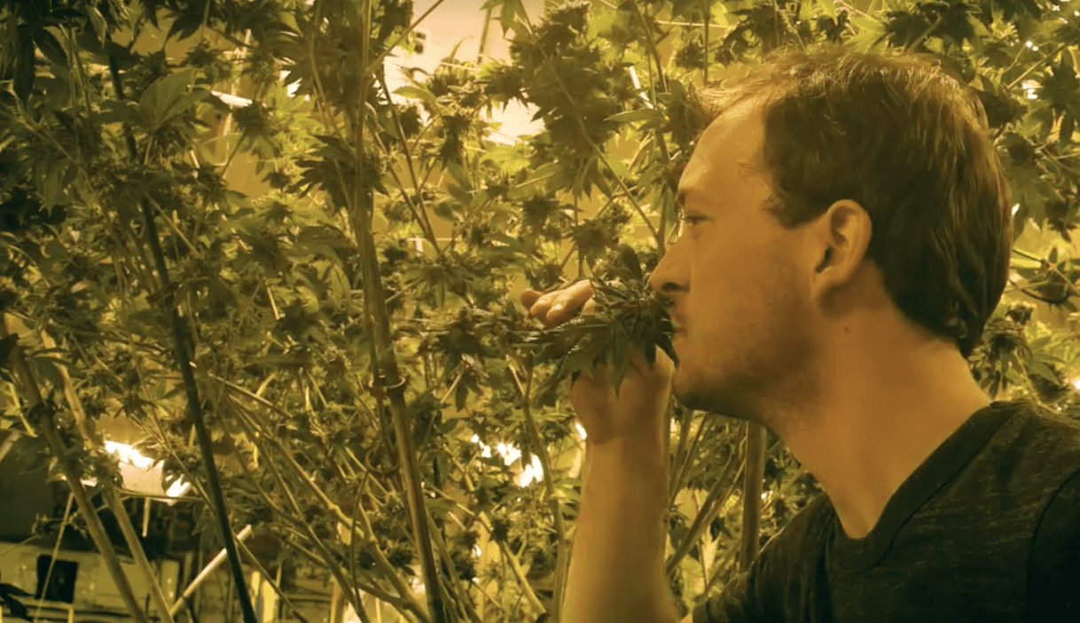 Why Does Weed Smell So Strong? Leafbuyer