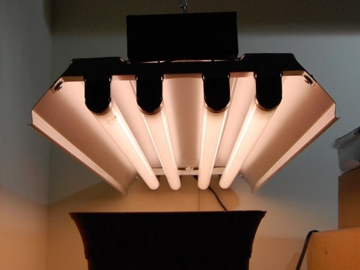[Image: Fluorescent-grow-lights-700px.jpg]