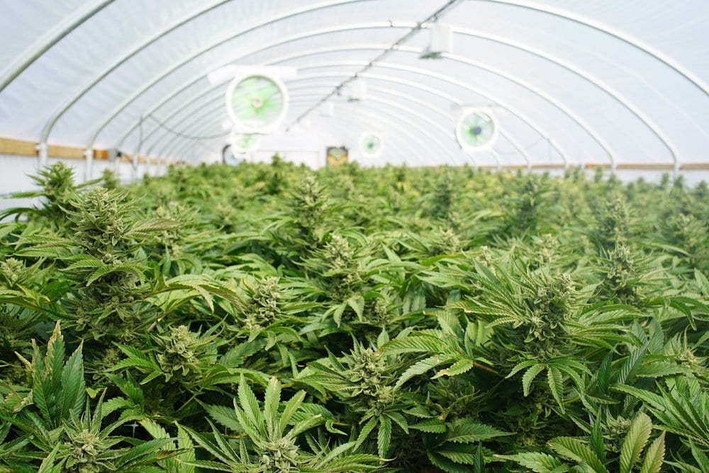 Florida's Largest MMJ Growhouse and Processing Center | Leafbuyer