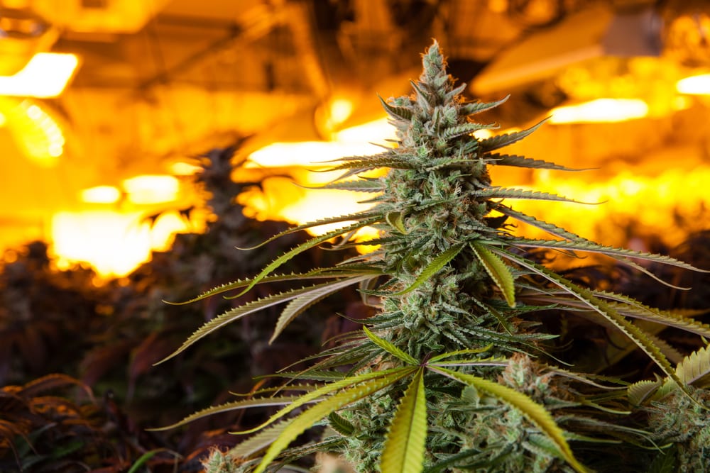 Growing Indoors: How to Reuce the Smell with Carbon Filters | Leafbuyer