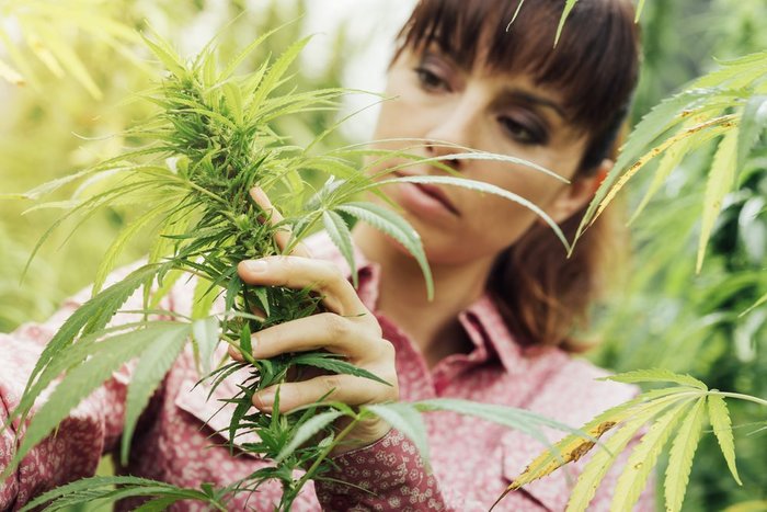 cannabis-job-cultivation_Stokkete cannabis-job-cultivation