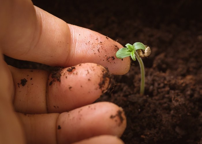 cannabis seedling Washington Home-Grow_ tomkawila small cannabis seedling growing in soil