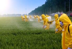 Pesticides can make you sick when you smoke weed