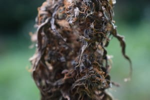 moldy weed