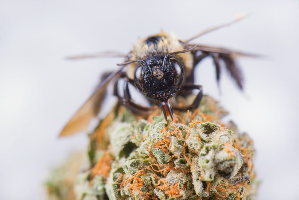 To Pollinate Cannabis is an Art of Observation and Meticulo Leafbuyer