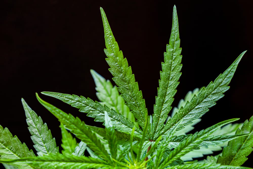 Growing Marijuana with an Iron Deficiency Leafbuyer