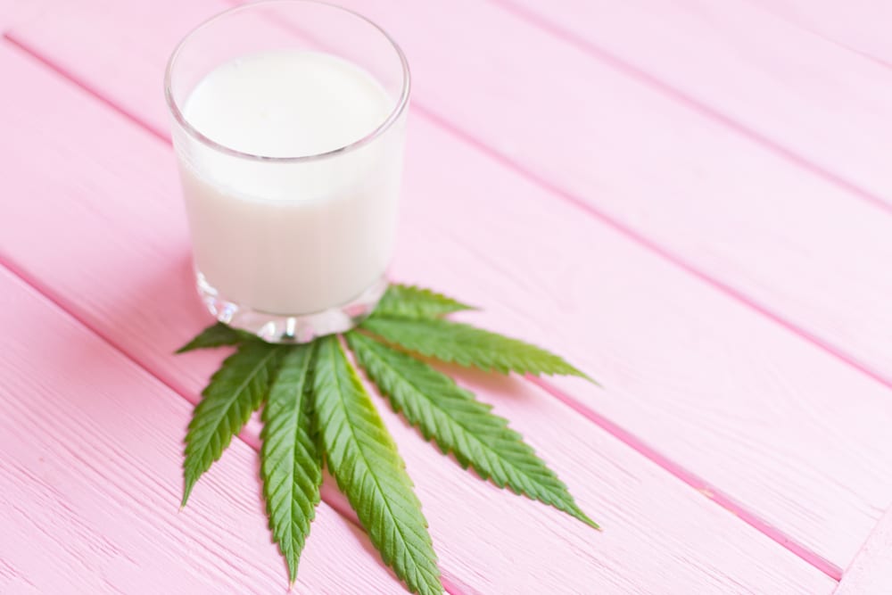 Hemp Milk What is it, and is it Here to Stay? Leafbuyer