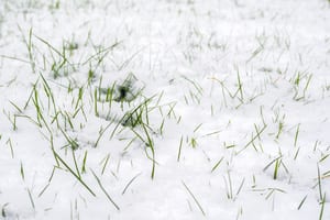 close up image of grass covered in snow with a few pieces sticking out