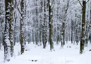 photo of the woods in winter with trees covered in snow and the ground covered in snow
