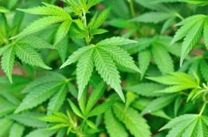 image of green pot leaves still growing in the ground