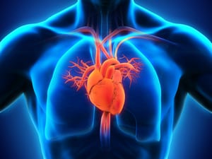 3D rendering of heart and lungs in the body