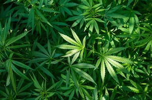 close up of multiple leaves on a marijuana plant
