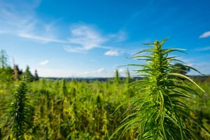 outdoor marijuana farm with blue sky in the background