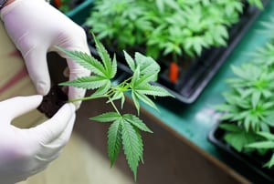 image of gloved hands holding a marijuana plant