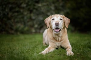 photo of an old labrador retriever laying on the grass facing the camera, showing what kind of pets could benefit from CBD