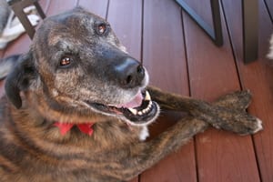 image of older dog with graying hair around his eyes and mouth laying with his paws crossed and smiling up at the camera