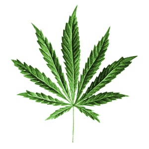 drawing of a marijuana leaf on a white background