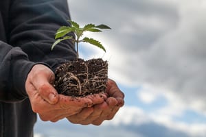 image of a farmer holding a marijuana plant that was just taken from the ground