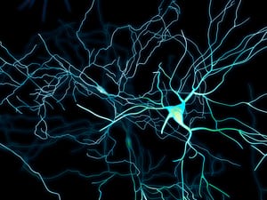rendering of dendrites, cell bodies, and connections in the brain