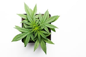 close up image of a marijuana plant in a small pot demonstrating that there are lots of grow supply stores in oregon that can help you grow your own
