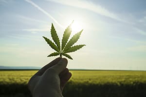 image of hand holding marijuana leaf up to the sky