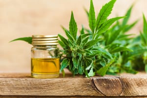 photo of a small jar of CBD oil next to a hemp plant sitting on a piece of wood