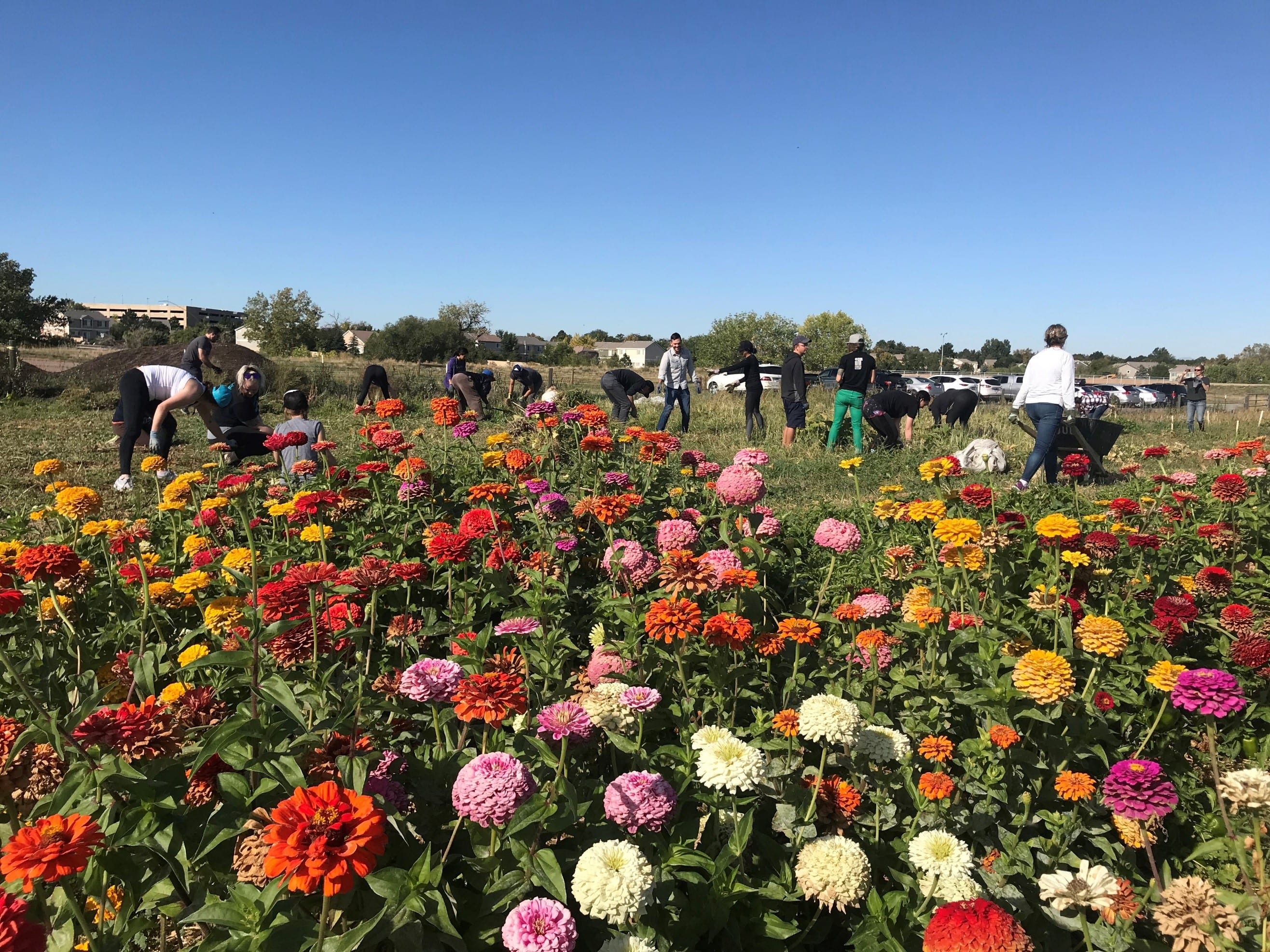 Lightshade's Plans for Social Responsibility in 2019 Leafbuyer