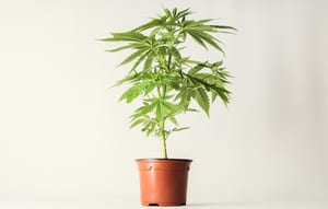 image of a young cannabis plant with a white background behind it