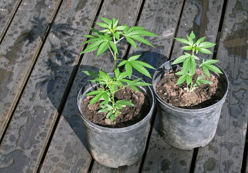Fabric vs. Plastic Grow Pots What To Know Leafbuyer