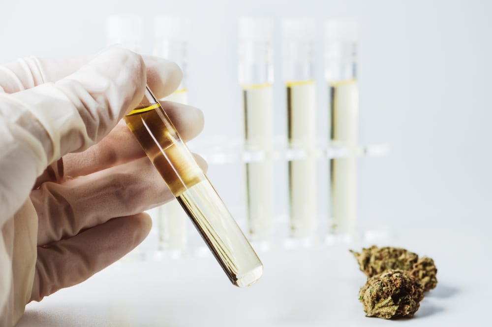 researcher examining cannabis helping to answer the question "does marijuana kill cancer cells