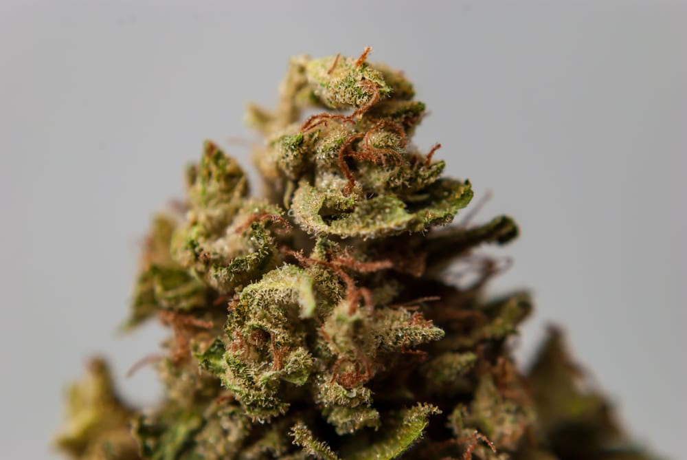 Cannarado Cannabis Seeds and Strains Leafbuyer