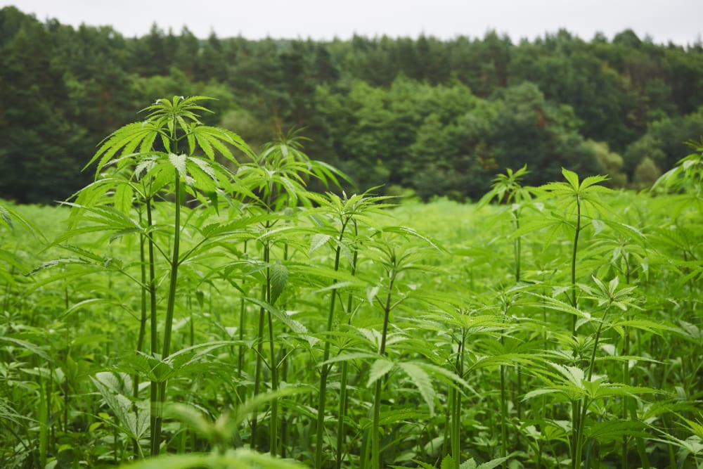 Hemp Clothing What's So Great About Hemp? Leafbuyer