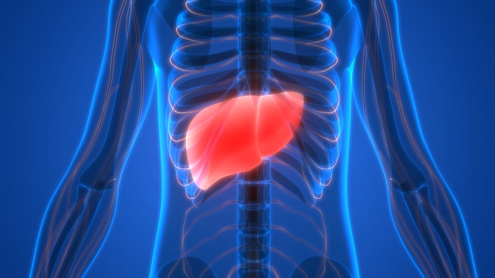 human body image highlighting the liver