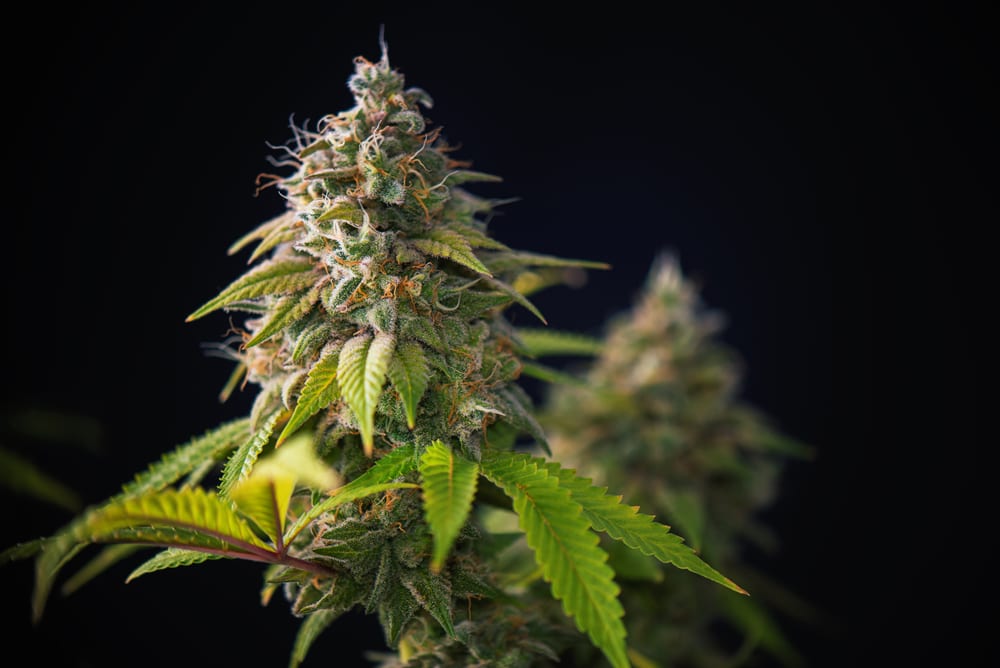 marijuana plant growing in the ground with cannabinoids