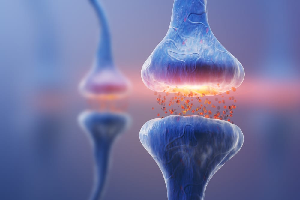 receptors in the endocannabinoid system interacting 