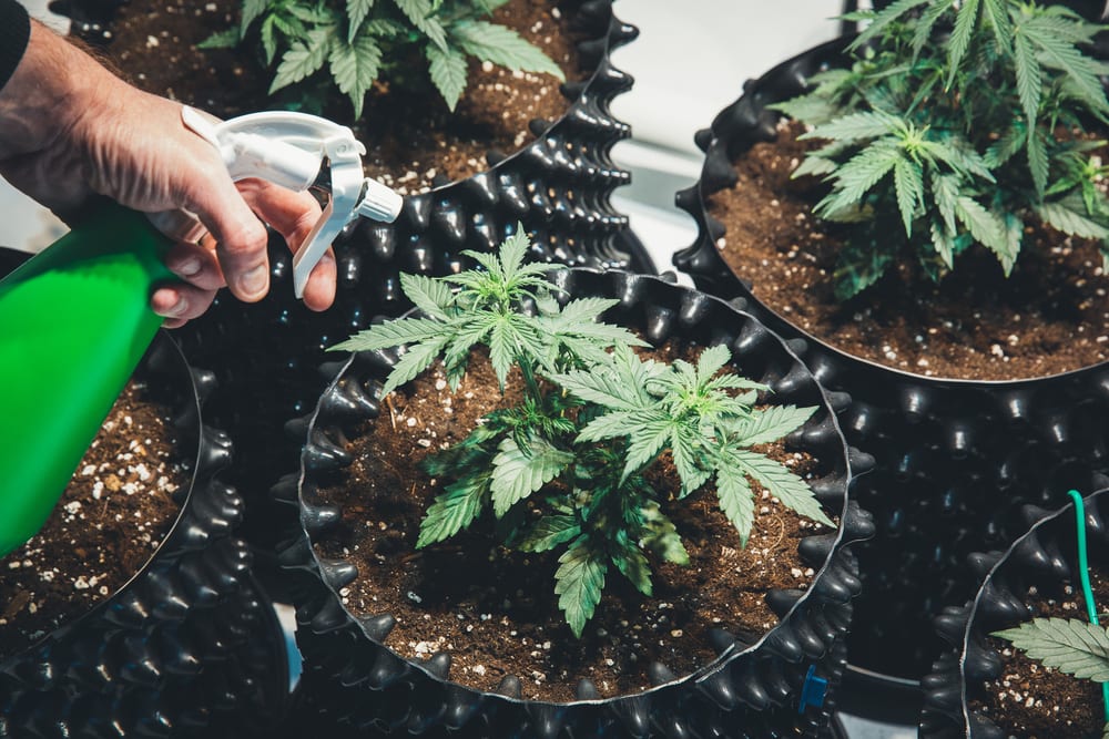 young cannabis plants in pots