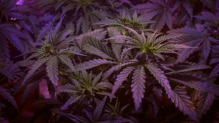 Here Is Why Growing Weed Using LED Lights Is Best | Leafbuyer