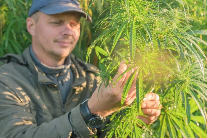 Man examines leaves in a hemp field