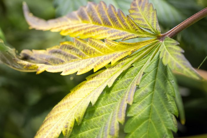 Avoid Nutrient Burn to of Cannabis Plants | Leafbuyer