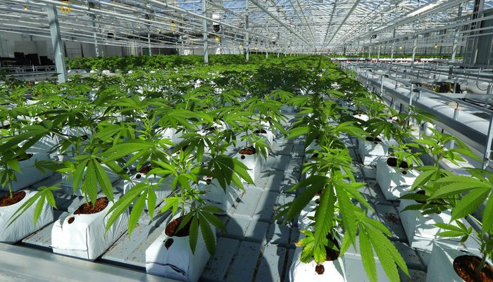 Canada Marijuana Legalization In this Sept. 25, 2018 photo, marijuana plants are shown growing in a massive tomato greenhouse being renovated to grow pot in Delta, British Columbia,