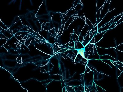 rendering of dendrites, cell bodies, and connections in the brain