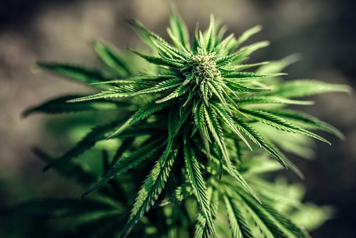 What do Cannabis Indica Seeds Look Like?