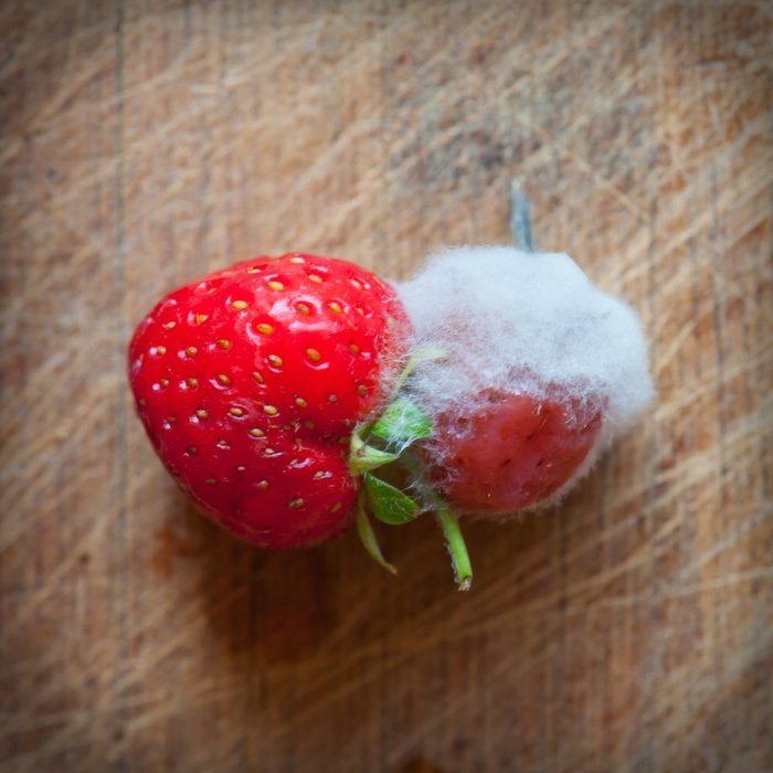 Moldy Weed Symptoms: Identifying and Preventing Them | Leafbuyer