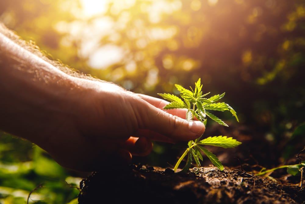 hands picking marijuana plant