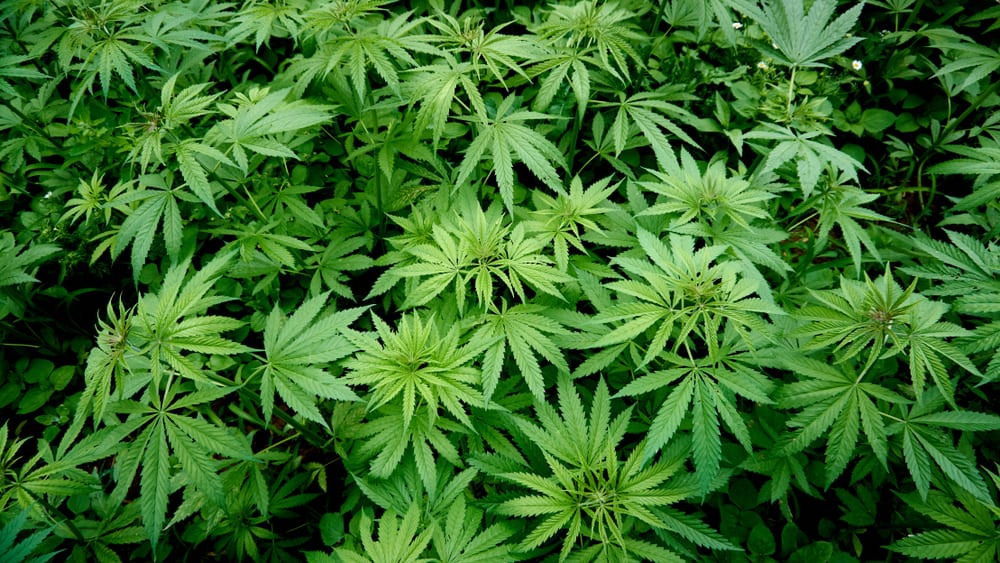 How to Grow Hemp A Pratical Guide to Hemp Farming Leafbuyer