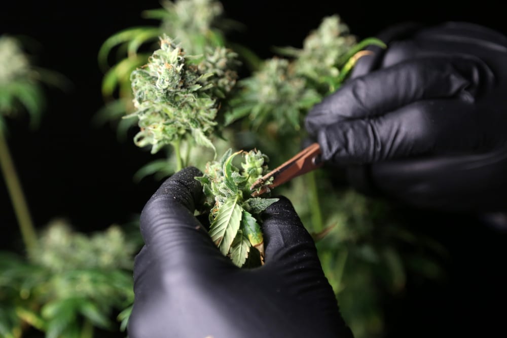 trimming marijuana plants by hand