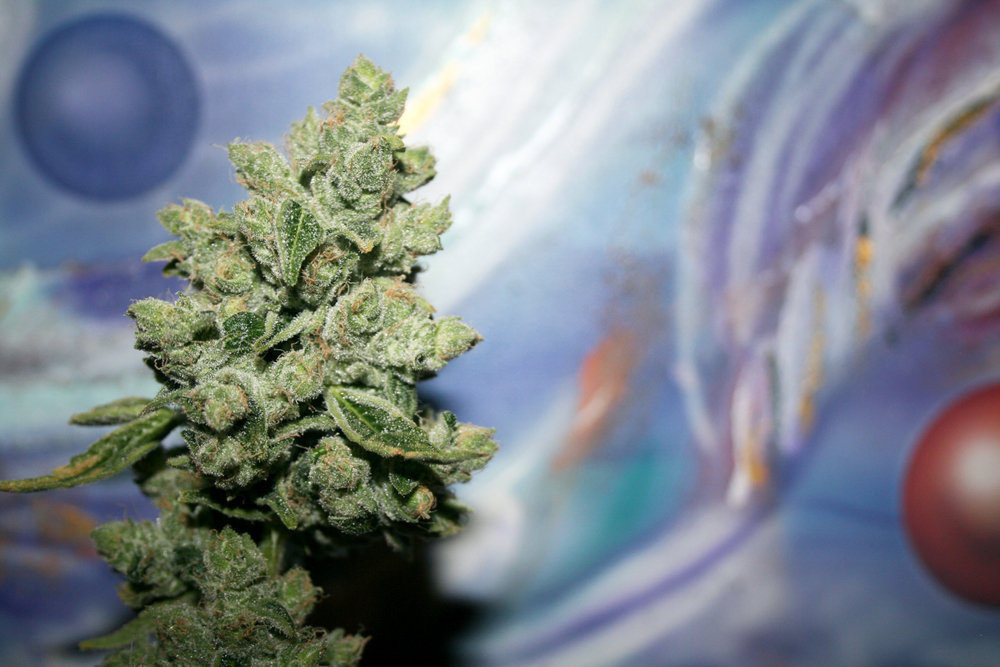 The Jungle Boys are Master PhenoHunters Leafbuyer