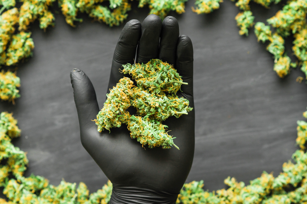 What Kind of Marijuana Quality Control Should Be in Place? | Leafbuyer
