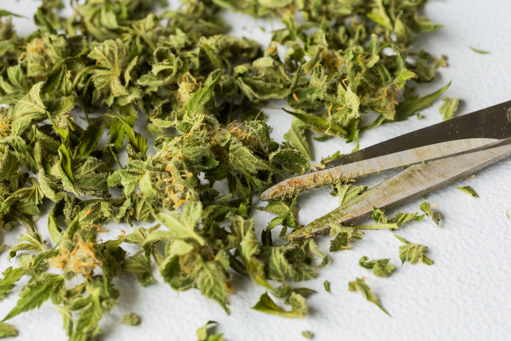 4 Things to Do with Your Marijuana Trim | Leafbuyer